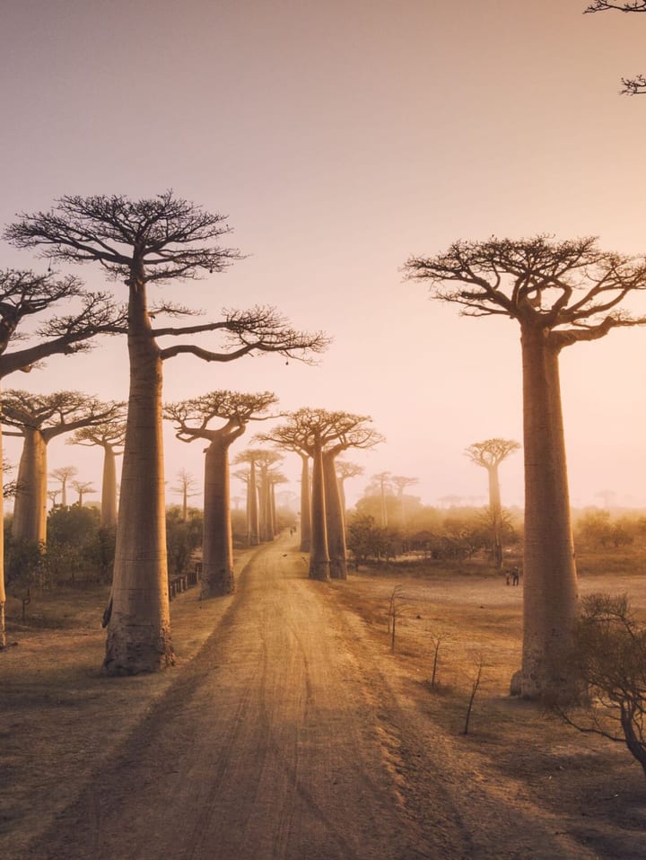 baobab trees in Madagascar