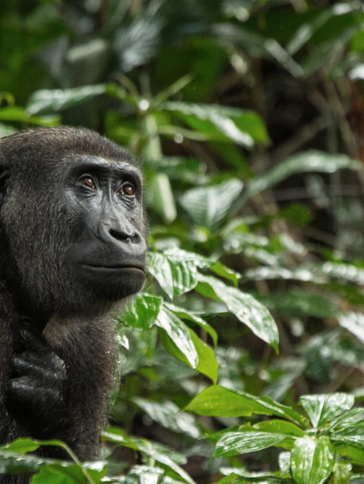 Lowland Gorilla in Congo