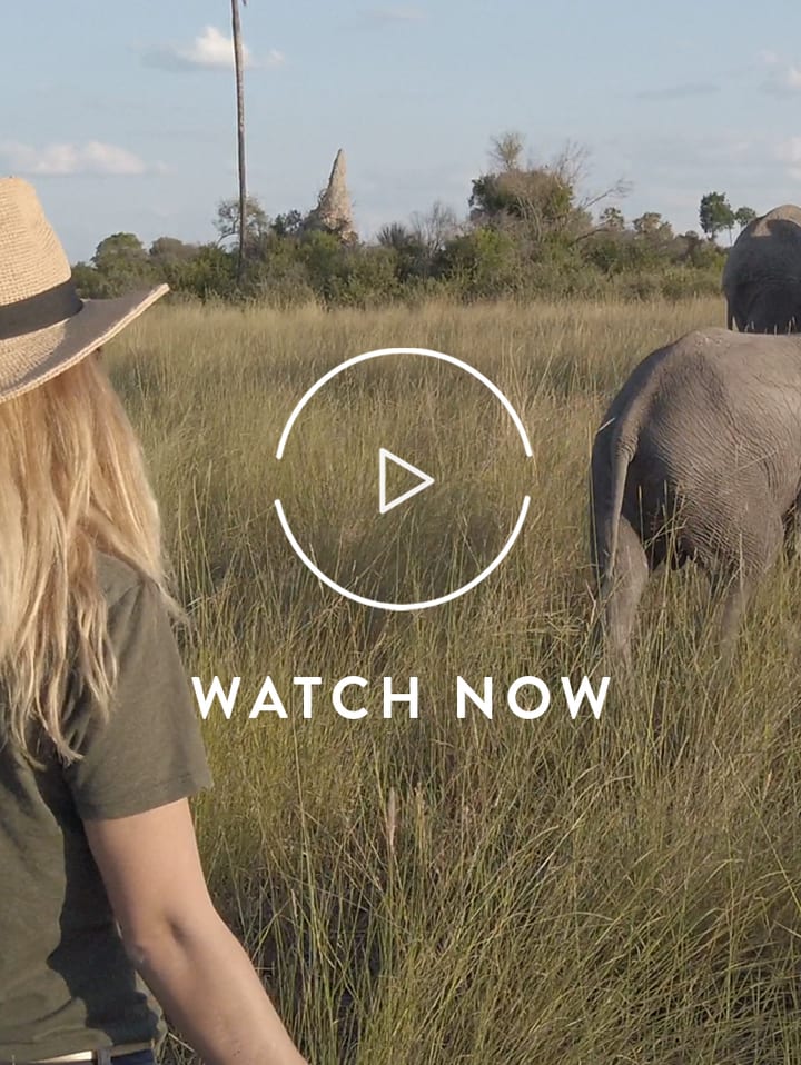 Walking with elephants in Botswana