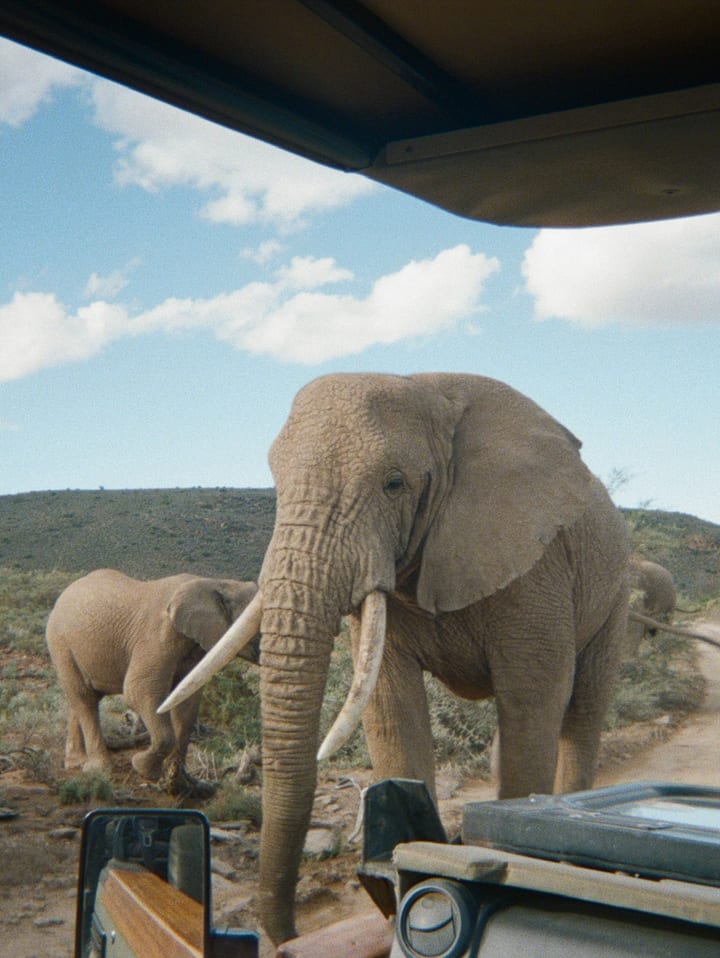 South Africa big five