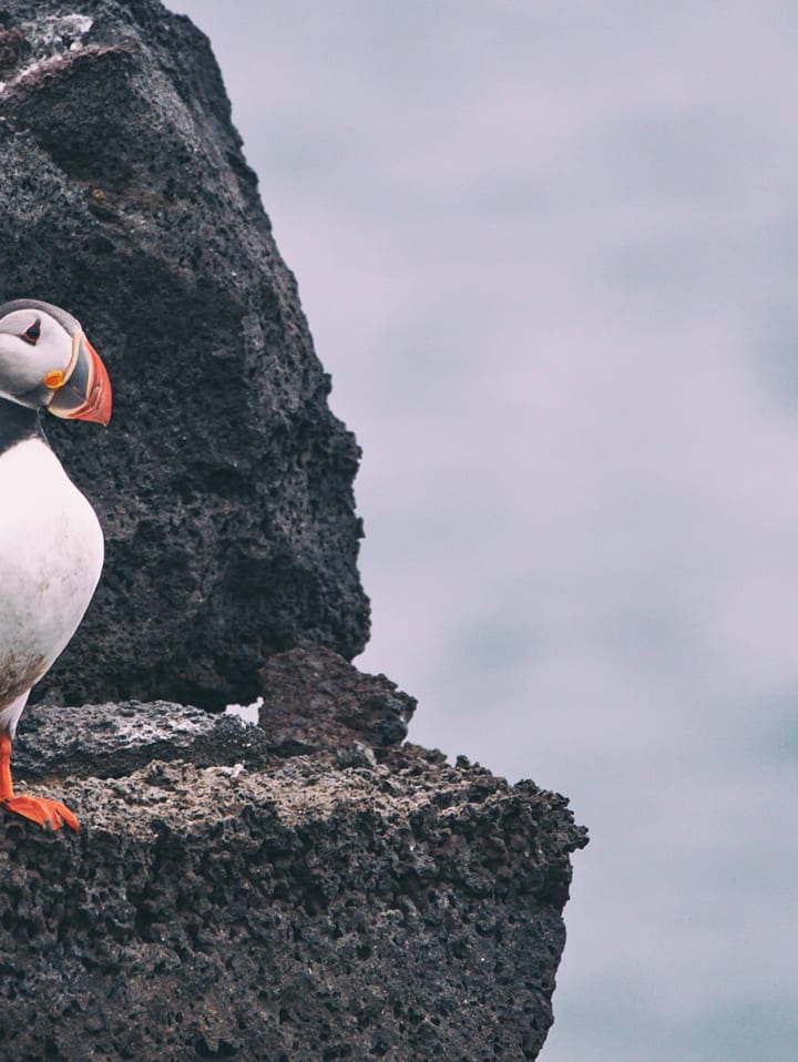 Puffins in Vestmannaeyjar, Westman Islands