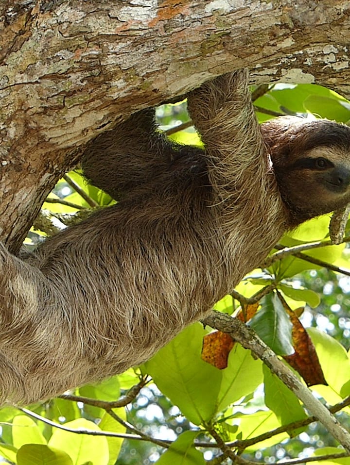 Three toed sloth in Colombia