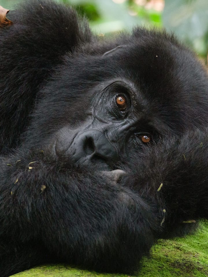 Gorilla in Bwindi, Uganda