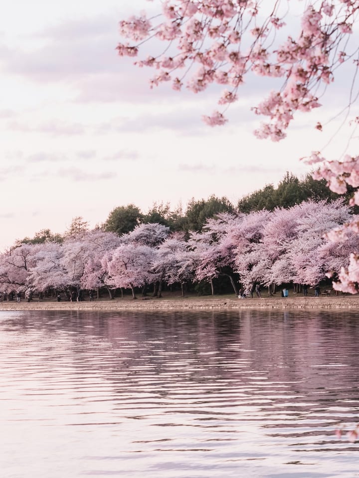 Cherry blossom in Washington DC, USA