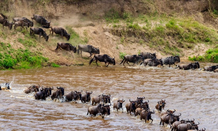 wilderbeast in serengeti national park in tanzania
