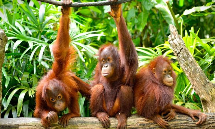 Borneo
