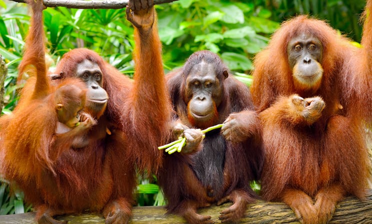 Borneo