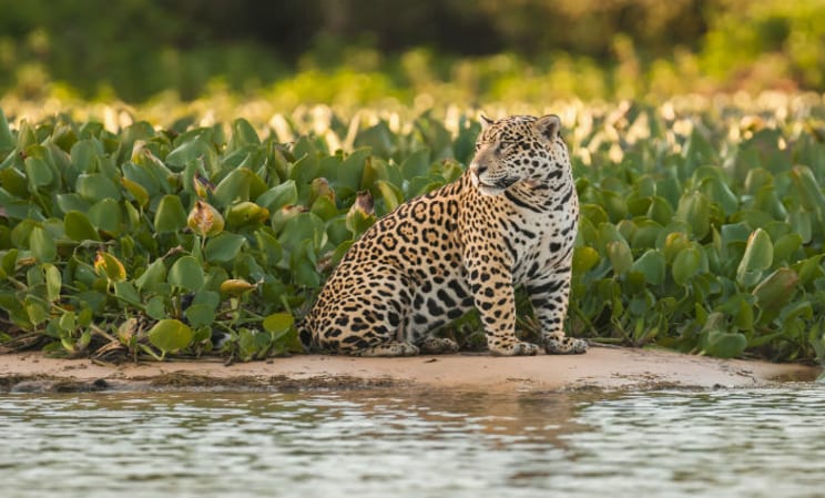 Jaguar in Brazil's Pantanal