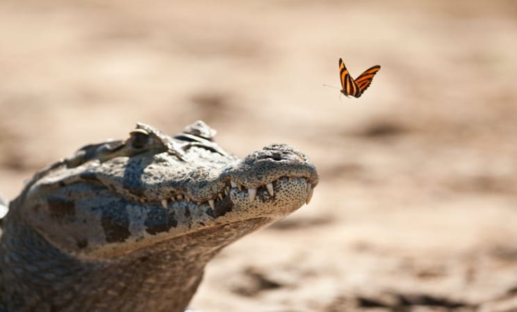 Caiman crocodile in the Pantanal
