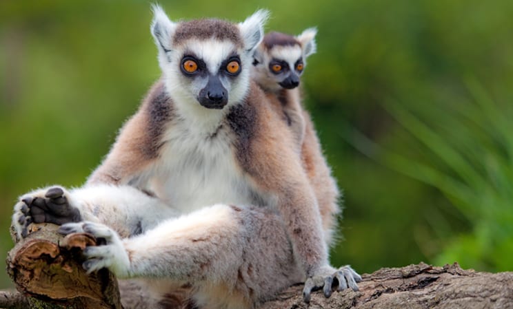 Luxury hotels in Madagascar