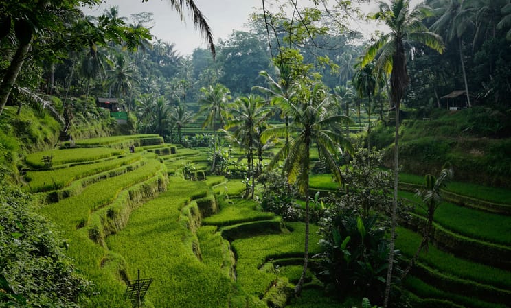 Rice terraces Bali