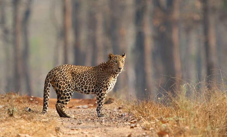 Wild leopard in Rajasthan, India