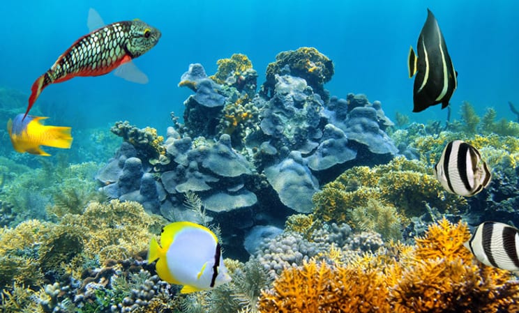 The beauty of Belize's coral reefs