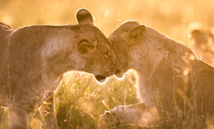 lions in