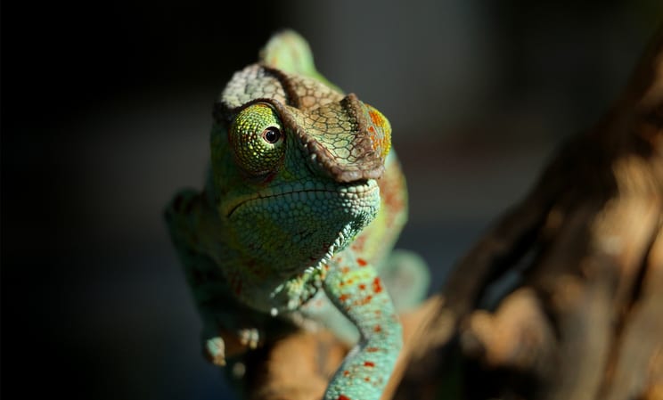 Luxury Honeymoons in Madagascar
