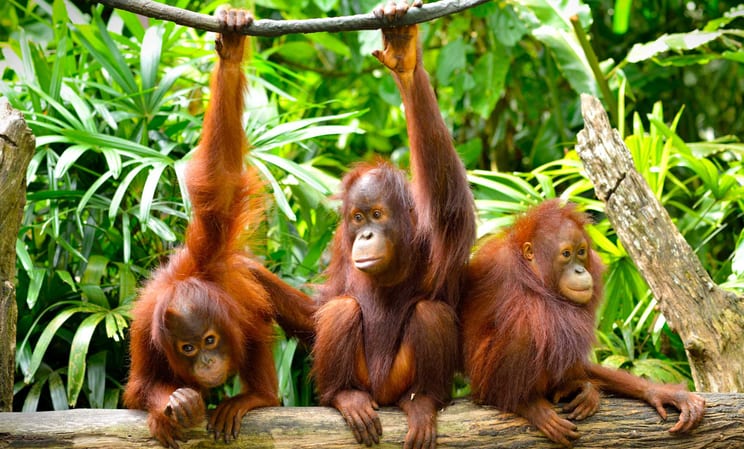 Discover Borneo
