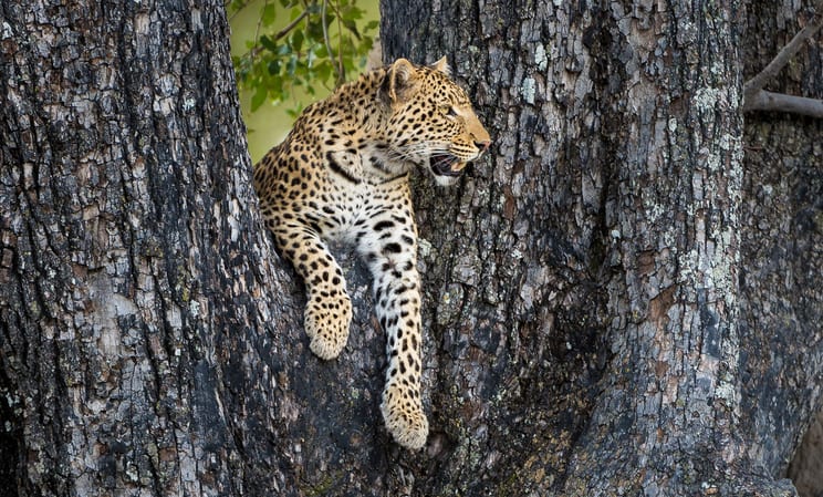 Best safaris in Okavango Delta