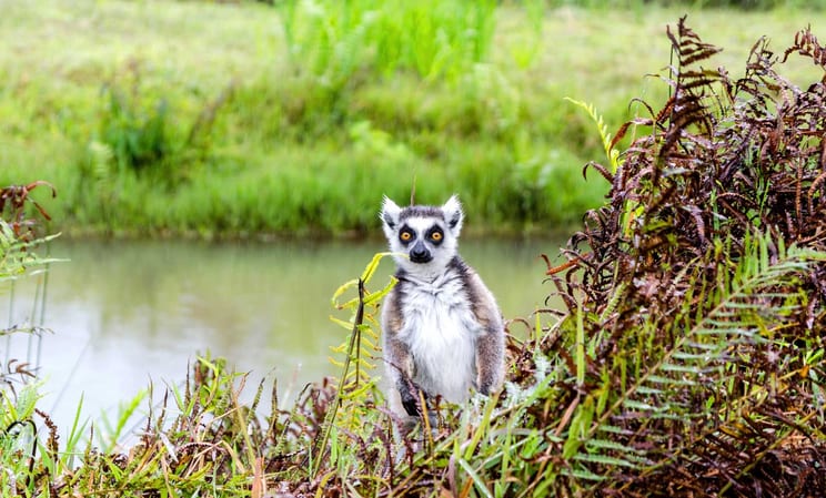 Spot lemurs in Madagascar