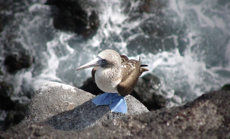 Family holidays to Ecuador and the Galapagos