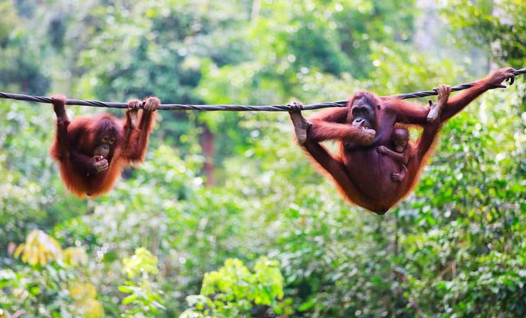 Honeymoons in Borneo