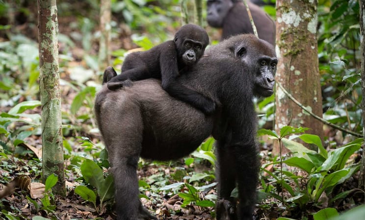 Honeymoons in the Congo