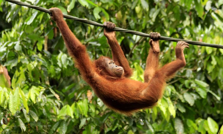 Orangutans in Borneo