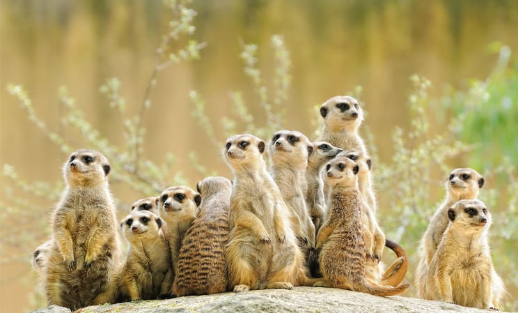 Meerkats in Kalahari