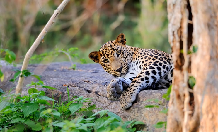Leopards in Sri Lanka