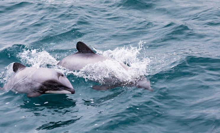Hector Dolphins in New Zealand