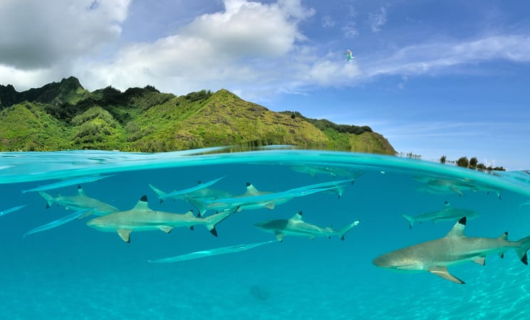 Luxury Holidays in French Polynesia