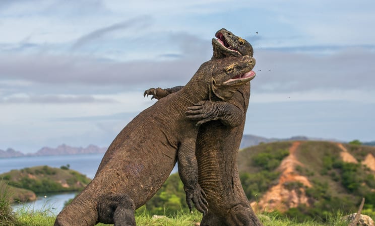Komodo National Park, Indonesia