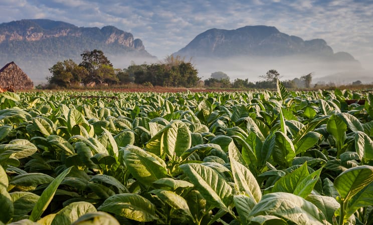 Vinales in Cuba