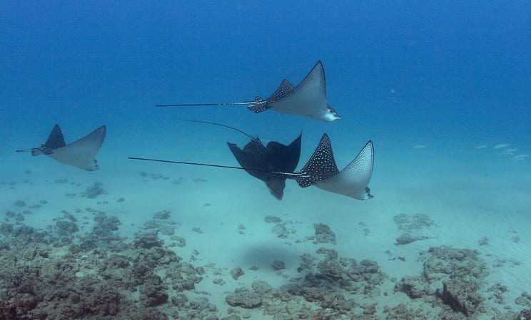 Swimming with manta rays in Hawaii