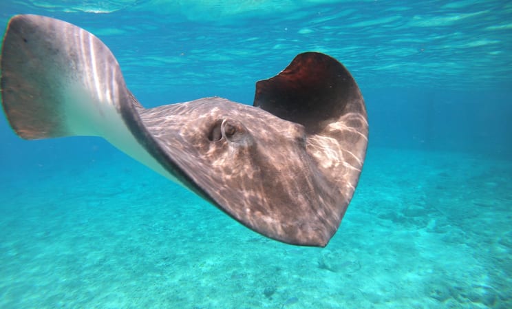 Stingray City, Antigua