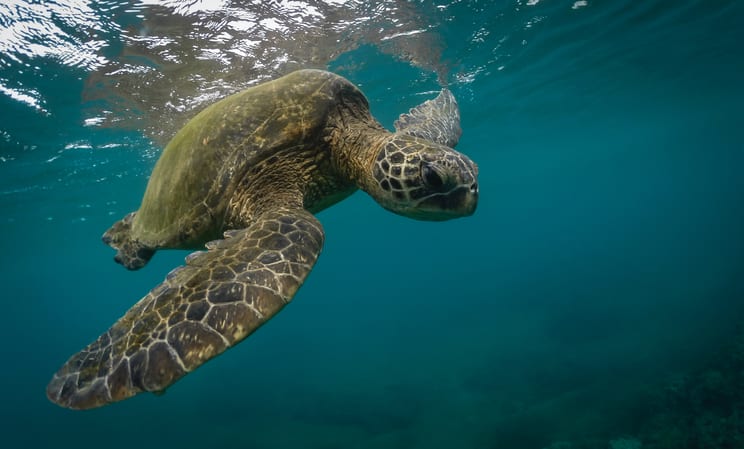Hawaii Turtle - stephen Leonardi