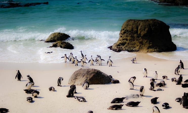 Wildlife photography Field Trip, luxury holidays South Africa