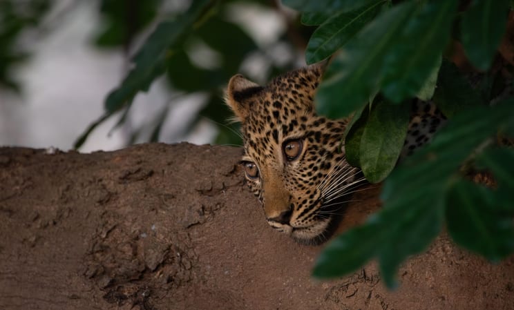 Leopard in Zambia