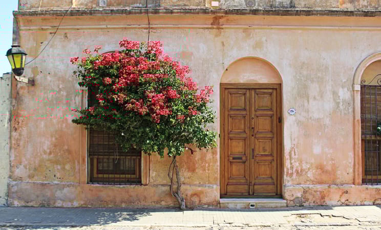 Traditional house with blossom tree in Uruguay