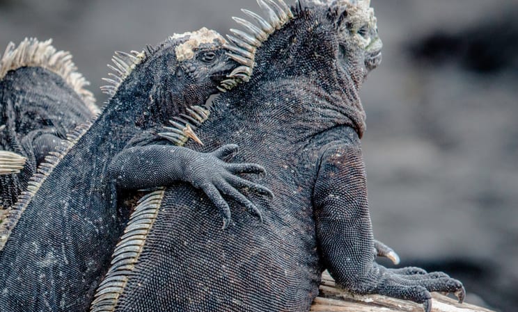 Two iguanas on the Galapagos, Ecuador