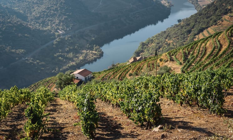 Vineyards in Douro Valley, Portugal