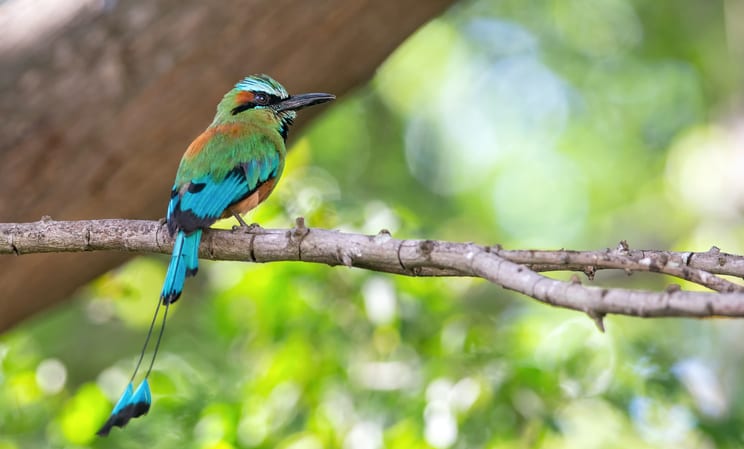 Beautiful bird in Nicaragua