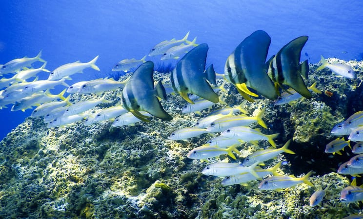 Diving among tropical fish in Phuket, Thailand