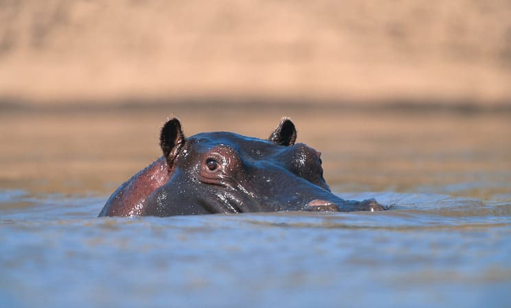 Hippo in Kenya