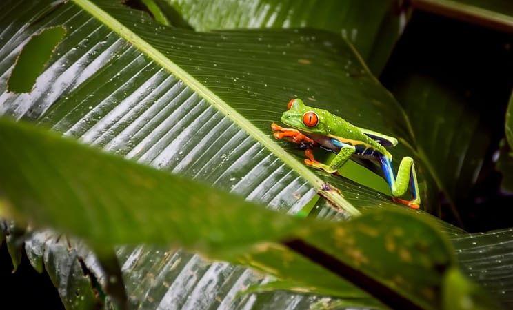 arenal volcano national park tree frog in costa rica