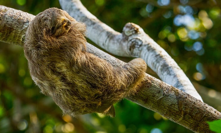 osa peninsula forest sloth wildlife costa rica