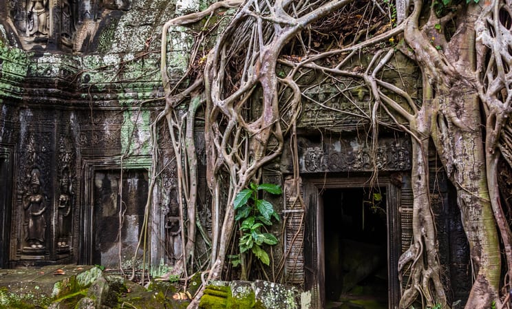 A tree takes root at Angkor Thom in cambodia