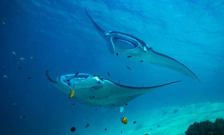 Swiming with manta rays in Indonesia