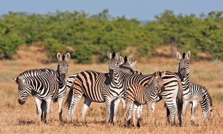 Honeymoons in South Africa