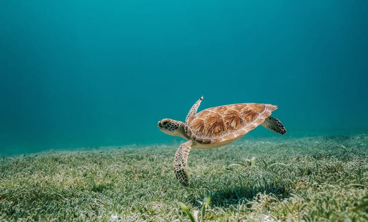 turtle in the maldives