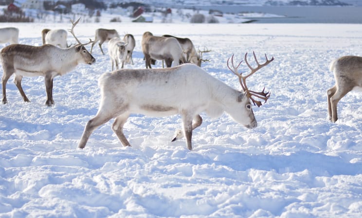 reindeers in norway